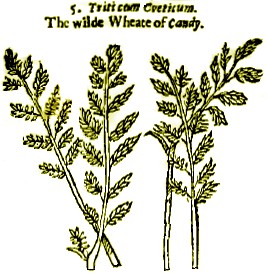 Bright and Double Eared Wheats